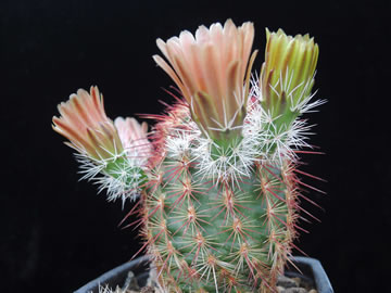 Echinocereus russanthus SB 130 Lake Valley foto Mir Sochrek