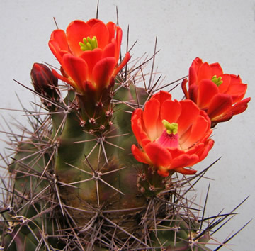 Echinocereus triglochidiatus foto Jirka Pešat