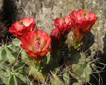 Echinocereus triglochidiatus foto Jirka Peat