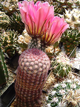 Echinocereus spec. Hidalgo