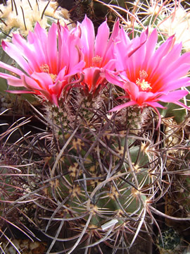 Echinocereus lindsayi