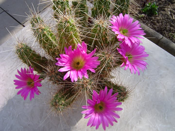 Echinocereus merkerii