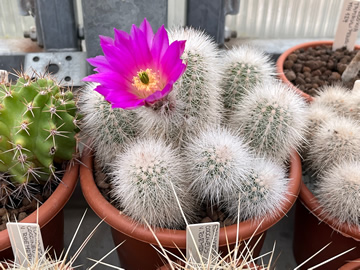 Echinocereus nivosus