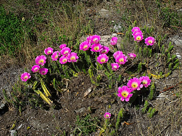 Echinocereus pentalophus Aqua Dulce SLP, foto ing Pavel Tma