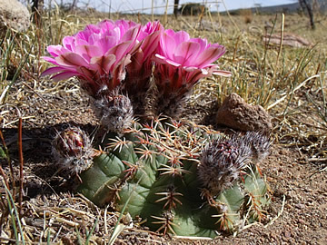 Echinocereus pulchellus weinbergii Sierra Chapultepec, Zac, foto ing Pavel Tma