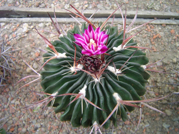 Echinofossulocactus adversispinus Pechnek