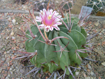 Echinofossulocactus coptonogonus SB 13