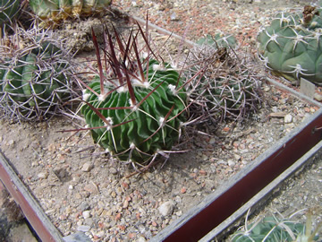 Echinofossulocactus crispatus nigra
