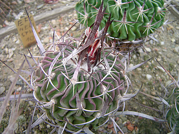 Echinofossulocactus nerispinus ex Pechnek
