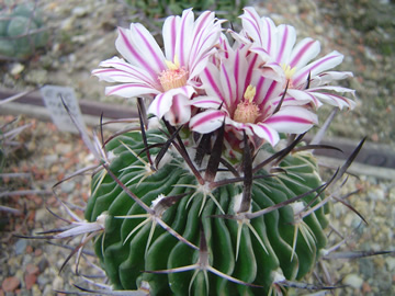 Echinofossulocactus nerispinus