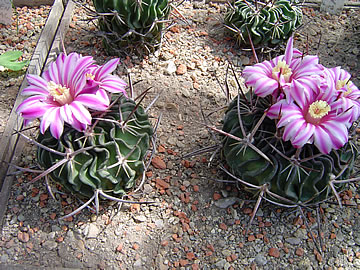 Echinofossulocactus adversispinus