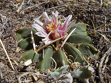 Echinofossulocactus coptonogonus Saint Alto Zac foto ing Pavel Tma