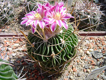 Echinofossulocactus debilispinus Pechánek