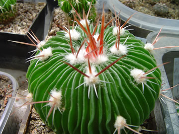 Echinofossulocactus multicostatus PP 819 Cuesta Muralla