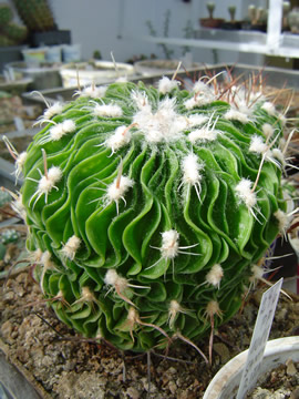 Echinofossulocactus multicostatus SB 1147