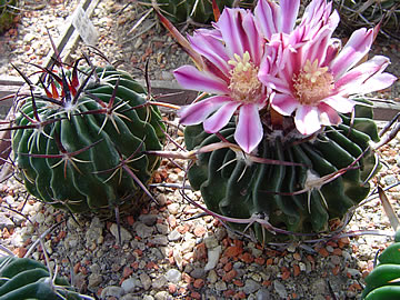 Echinofossulocactus nerispinus