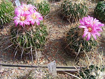 Echinofossulocactus rosasianus SB