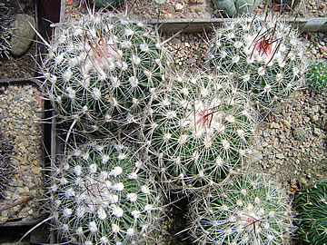Echinofossulocactus zacatecasensis SB