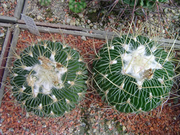 Echinofossulocactus zacatecasensis Uhlig