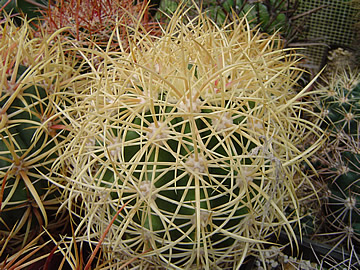 Ferocactus johnstonianus