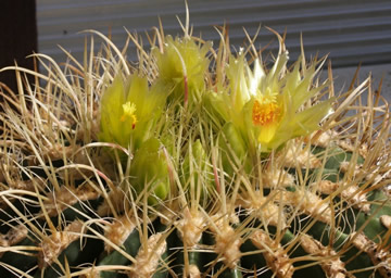 Ferocactus cylindricus foto Jiri Pesat