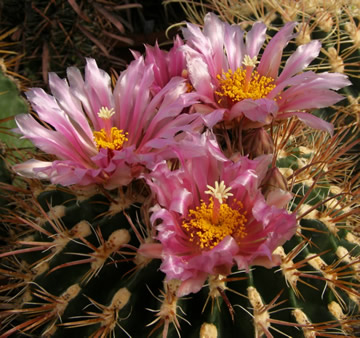 Ferocactus fordii