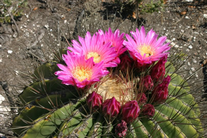 Ferocactus haematacanthus foto ing Pavel Tma.