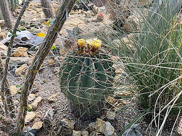 Ferocactus pottsii