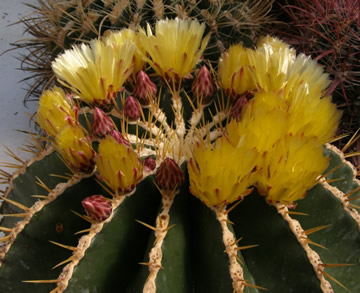 Ferocactus schwarzii