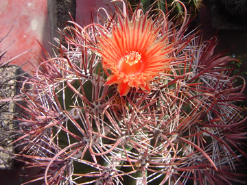 Ferocactus townsendianus podzimn kvty