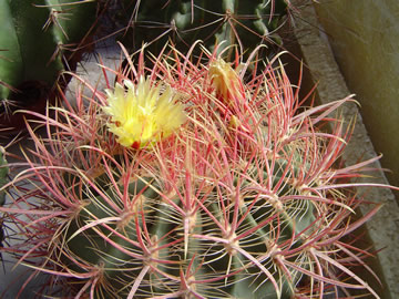 Ferocactus acanthodes