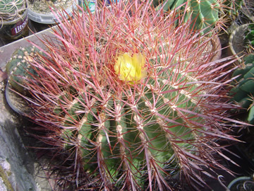 Ferocactus acanthodes imp sem Arizona