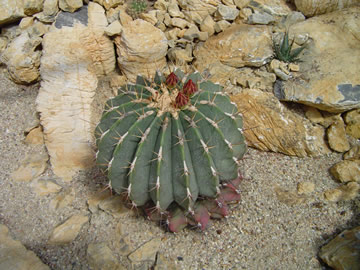 Ferocactus alamosamus