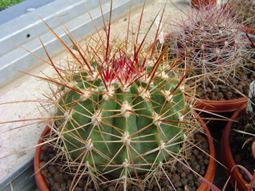 Ferocactus alamosamus