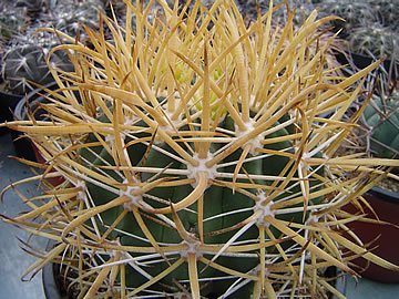 Ferocactus chrysacanthus