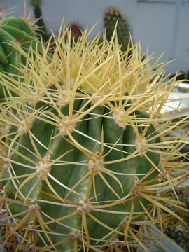 Ferocactus chrysacanthus od JD