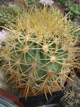 Ferocactus chrysacanthus od JD