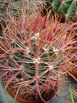 Ferocactus chrysacanthus červený