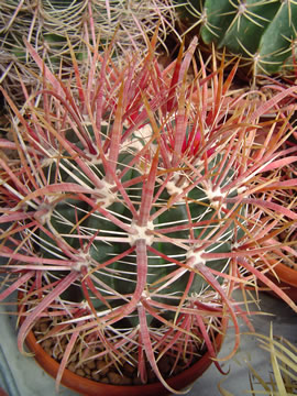 Ferocactus chrysacanthus erven