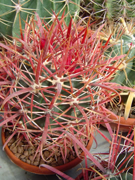 Ferocactus chrysacanthus rubínový