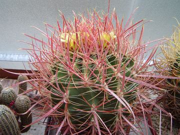 Ferocactus coloratus