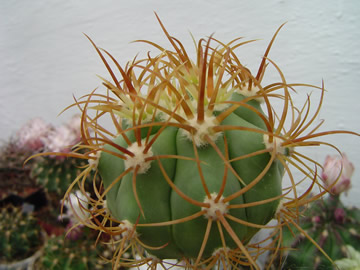 Ferocactus diguetii PP 1505