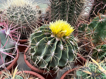 Ferocactus echidne, foto MR