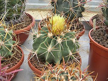 Ferocactus echidne, foto MR