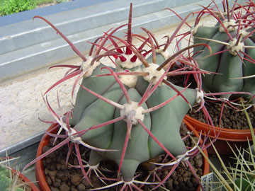 Ferocactus emoryi