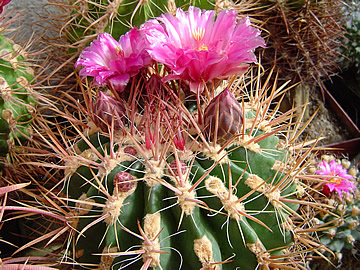 Ferocactus fordii