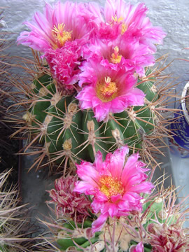 Ferocactus fordii