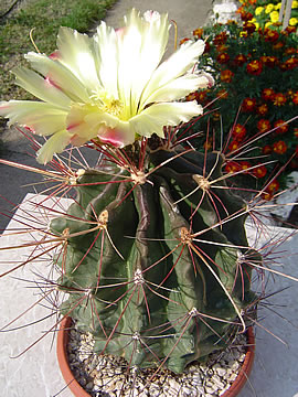 Ferocactus hamatacanthus