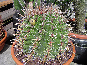 Ferocactus horridus