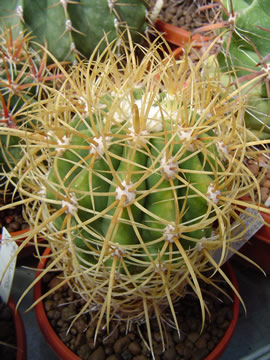 Ferocactus johnstonianus